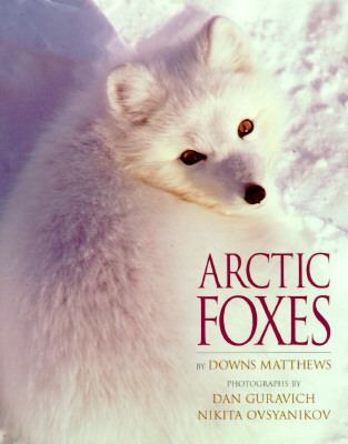 Arctic foxes