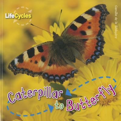 Caterpillar to butterfly