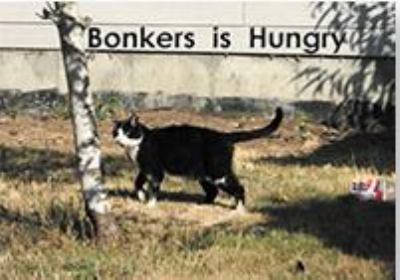 Bonkers is hungry