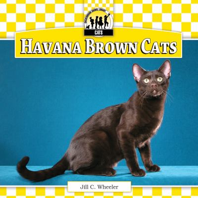 Havana brown cats