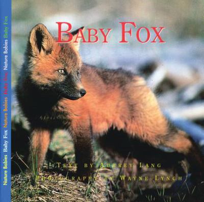 Baby fox