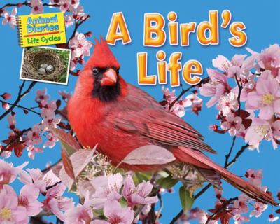 A bird's life