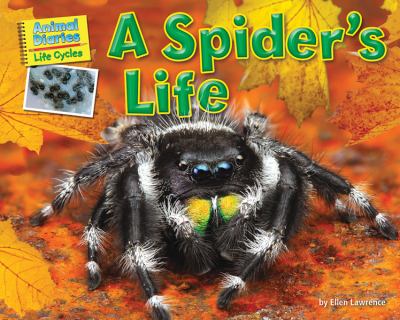 A spider's life