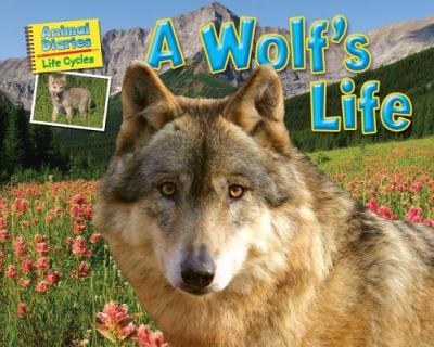 A wolf's life