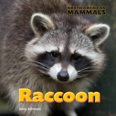 Raccoon