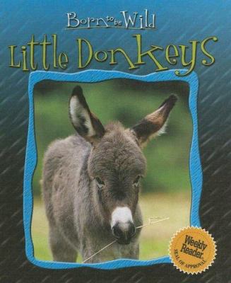 Little donkeys