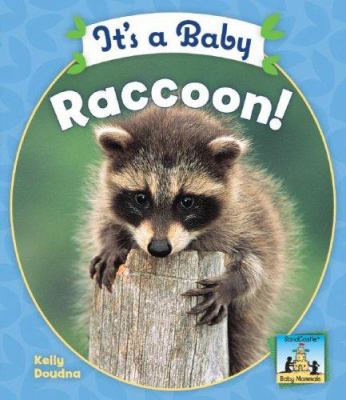 It's a baby raccoon!