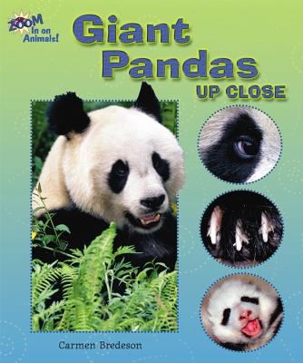 Giant pandas up close