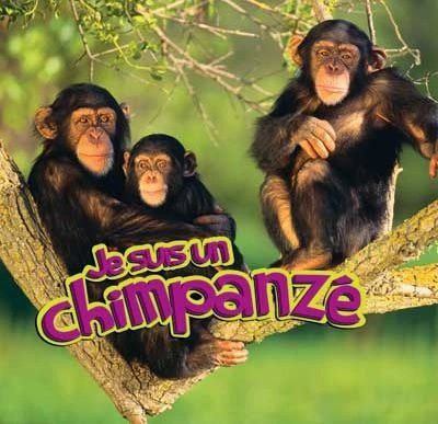 Je suis un chimpanzé