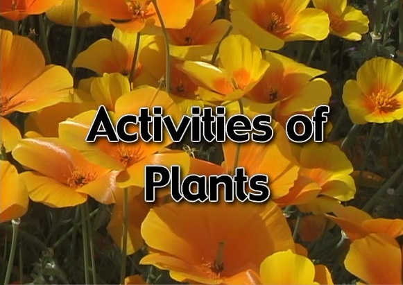 Activities of plants