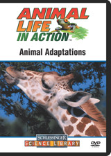 Animal adaptations