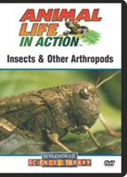 Insects & other arthropods