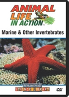 Marine & other invertebrates