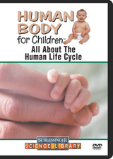 All about the human life cycle