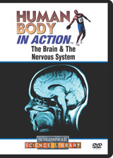 The brain and the nervous system