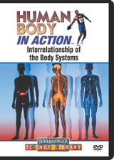 Interrelationship of the body systems