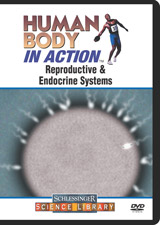 Reproductive and endocrine systems