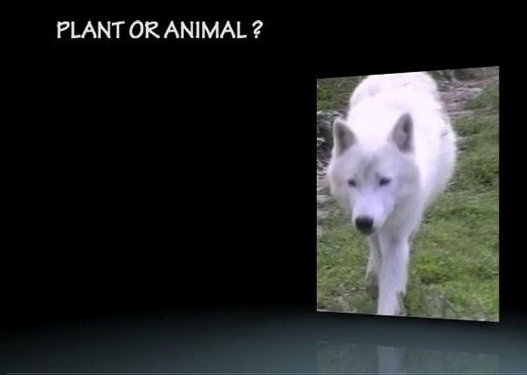 Plant or animal?