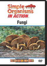 Fungi