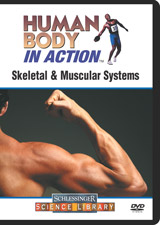 Skeletal and muscular systems