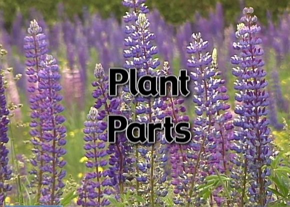 Plant parts