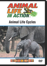 Animal life cycles