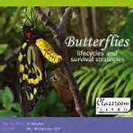 Butterflies lifecycles and survival strategies