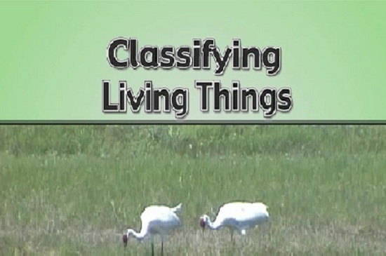 Classifying living things