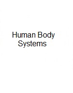 Human body systems