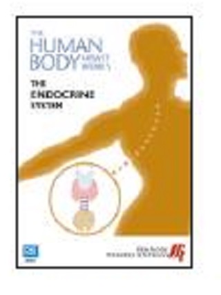 The endocrine system