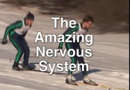 The amazing nervous system