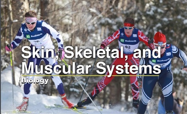 Skin, skeletal and muscular systems