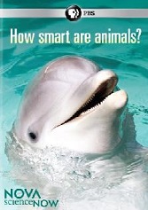 How smart are animals?