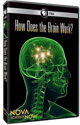 How does the brain work?