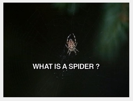 What is a spider?