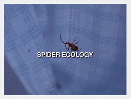 Spider ecology