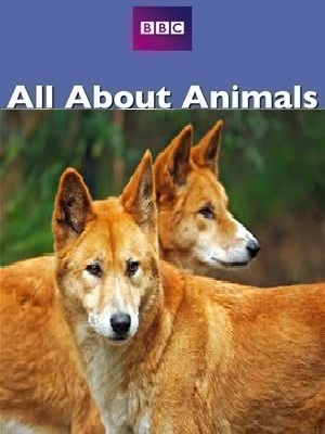 Dingoes