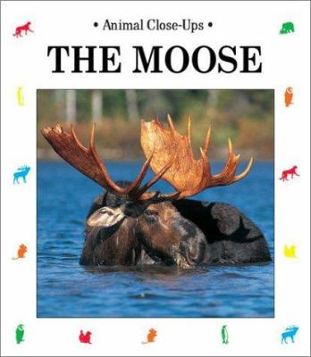 The moose : gentle giant