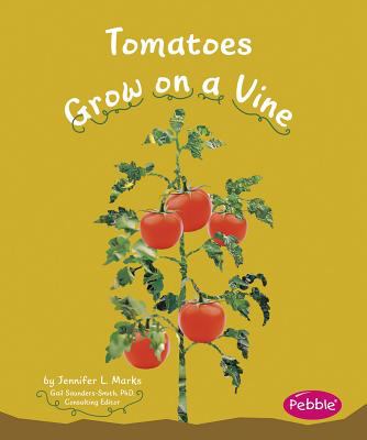 Tomatoes grow on a vine