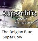 Belgian Blue : "super cow"