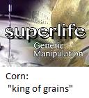 Corn : "king of grains"