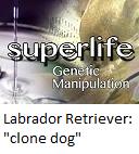 Labrador retriever : "clone dog"
