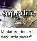 Miniature horse : "a dark little secret"