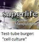 Test-tube burger : "cell culture"