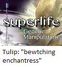 Tulip : "bewitching enchantress"