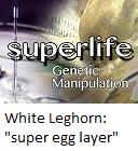 White leghorn : "super egg layer"