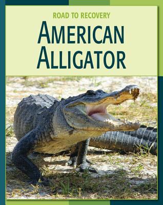 American alligator