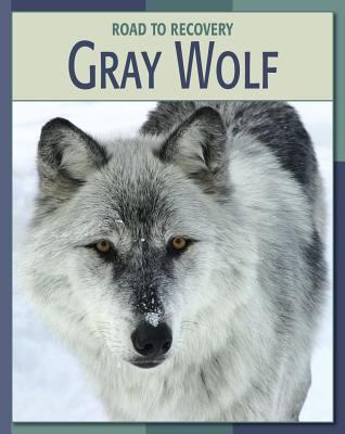 Gray wolf