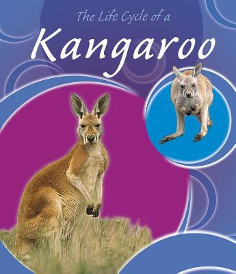 The life cycle of a kangaroo