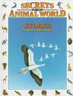 Storks : majestic migrators